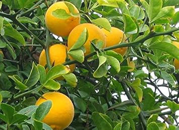 Yellow-Orange Fruit Seeds for Planting