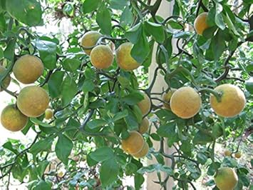 Yellow-Orange Fruit Seeds for Planting