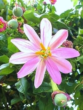 Yellow Passiflora Mollissima Fruit Seeds for Planting