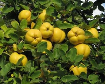 Yellow Quince Fruit Seeds for Planting