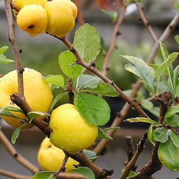 Yellow Quince Fruit Seeds for Planting | Heirloom Non-GMO Organic Garden Seeds for Aromatic, Tasty Fruits