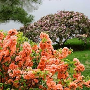 Yellow Quince Fruit Seeds for Planting | Heirloom Non-GMO Organic Garden Seeds for Aromatic, Tasty Fruits