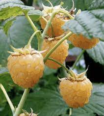 Yellow Raspberry Fruit Seeds