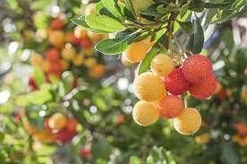Yellow Red Bayberry Fruit Seeds for Planting
