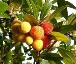 Yellow Red Bayberry Fruit Seeds for Planting