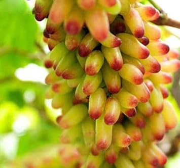 Yellow & Red Grape Fruit Seeds for Planting