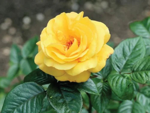 Light Yellow Double Petal English Rose Flower Seeds for Planting - 100 pcs