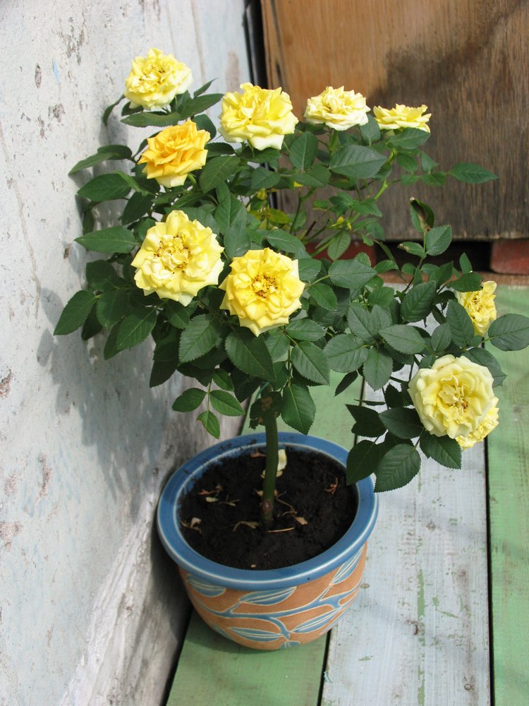 Fresh Rose Flower Seeds for Planting, White Yellow 100 pcs