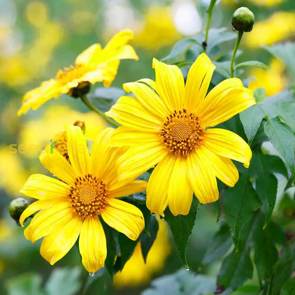 yellow rotundifolia flower seeds