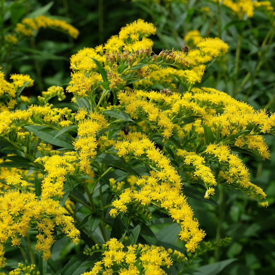 Gule Solidago blomsterfrø til udplantning - 100 stk