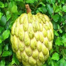Yellow Soursop Fruit Seeds for Planting
