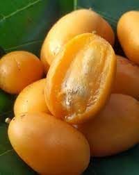 Yellow Spondias Fruit Seeds for Planting