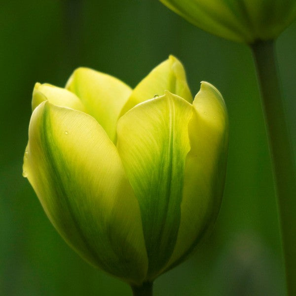 Tulip Flower Seeds for Planting – Yellow and Green Mix, Heirloom, Non-GMO, High Germination Organic Garden Seeds