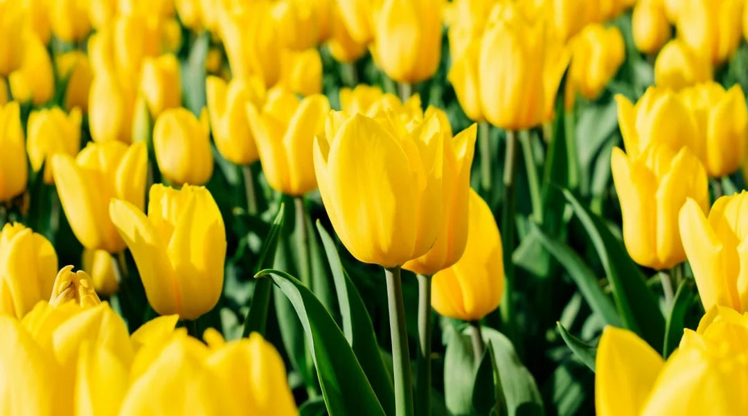 Gule Tulipan Blomsterfrø til Have - 200 stk