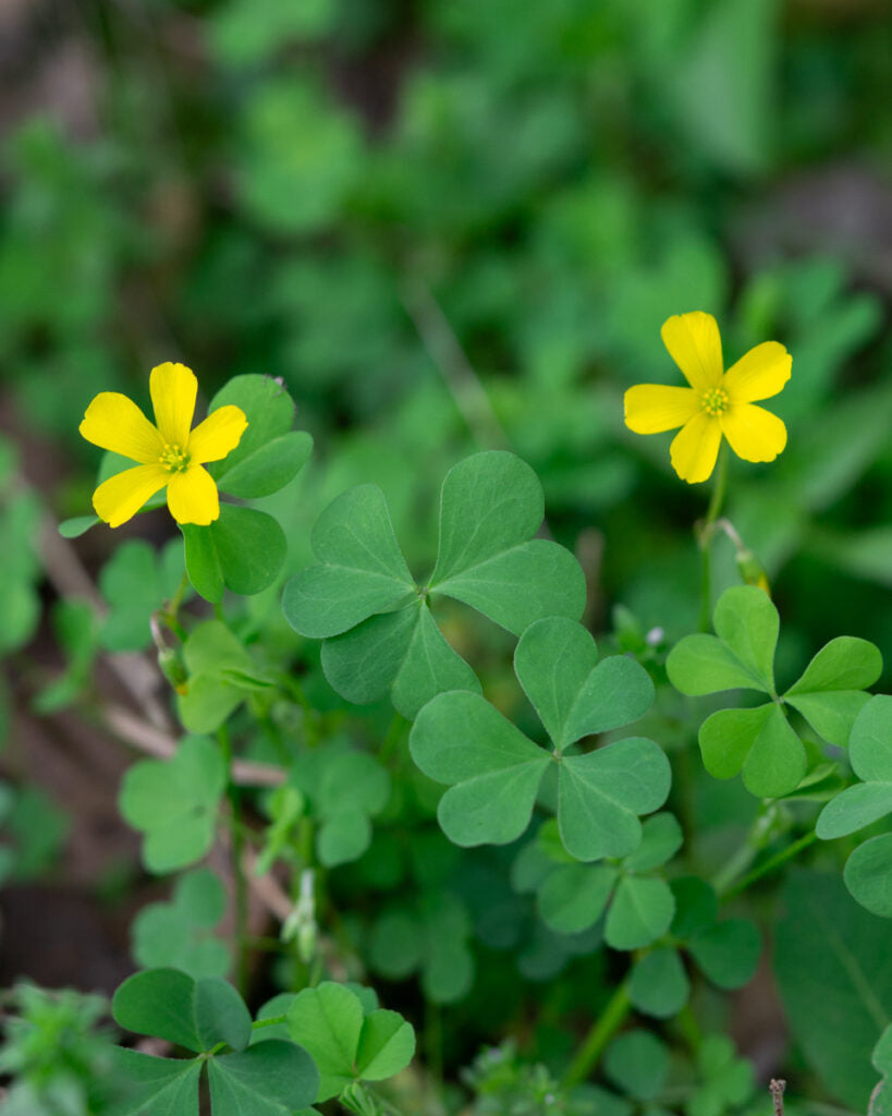 Gule Oxalis Laciniata Blomsterfrø - 100 stk