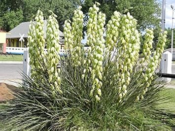Yellow Yucca Plant Seeds for Planting