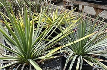 Yellow Yucca Plant Seeds for Planting