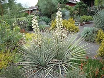 Yellow Yucca Plant Seeds for Planting