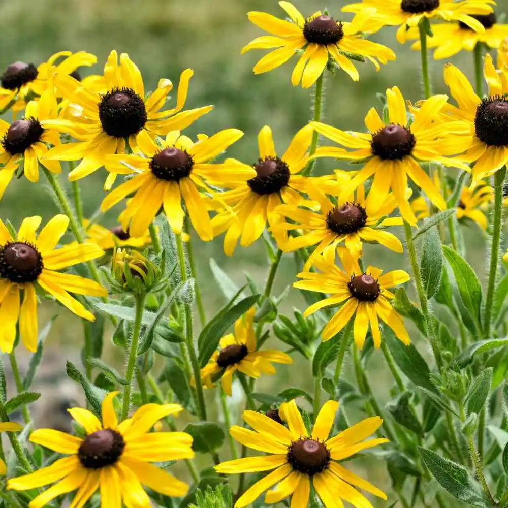 Gule Echinacea blomsterfrø til plantning 100 stk