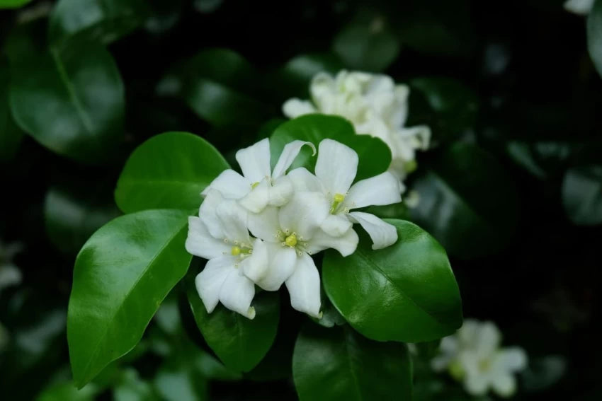 Murraya Paniculata Blomsterfrø til udplantning 100 stk