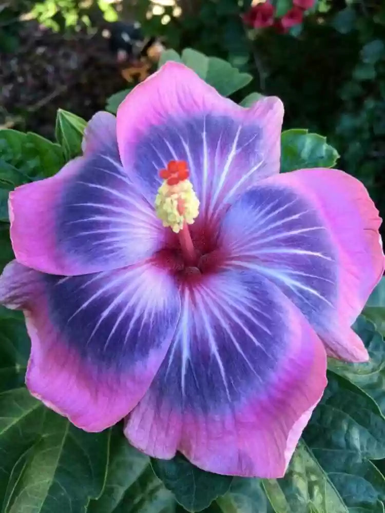 pink blue flower seeds
