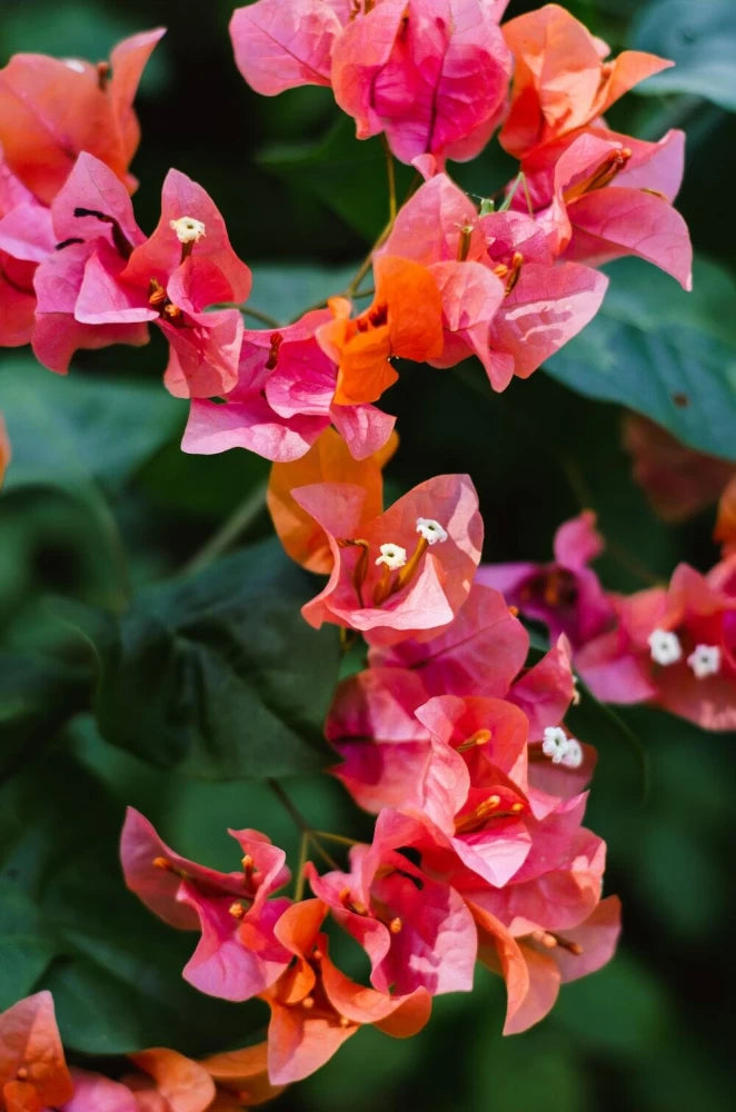 Orange Pink Bougainvillea Flower Seeds for Planting – Heirloom, Non-GMO, High Germination Climbing Seeds