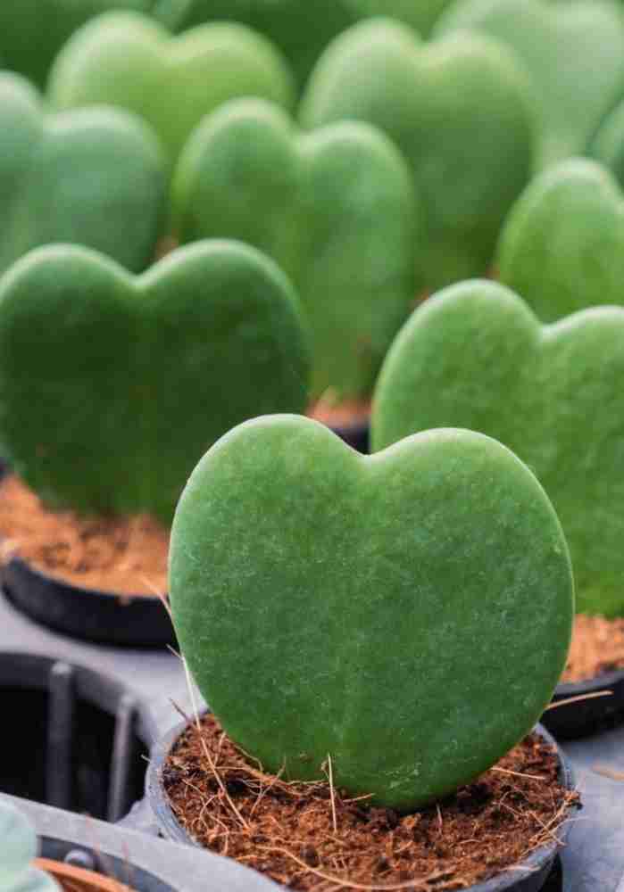 Green Hoya Kerrii Plant Seeds for Planting - 100 pcs