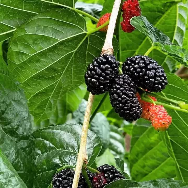 heirloom non flower seeds