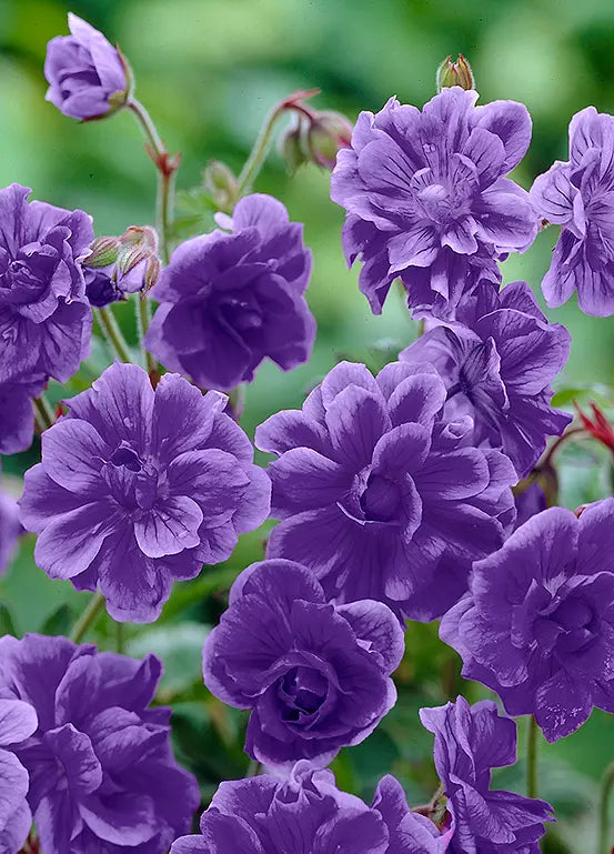 Thick Blue Geranium Flower Seeds for Planting – Heirloom, Non-GMO, High Germination Organic Garden Seeds
