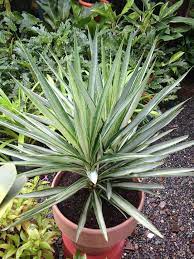 Yucca Elata Plant Seed Set | Hardy, Drought-Tolerant Decorative Plants