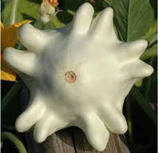 Yugoslavian Finger Squash Seeds for Planting