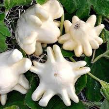 Yugoslavian Finger Squash Seeds for Planting