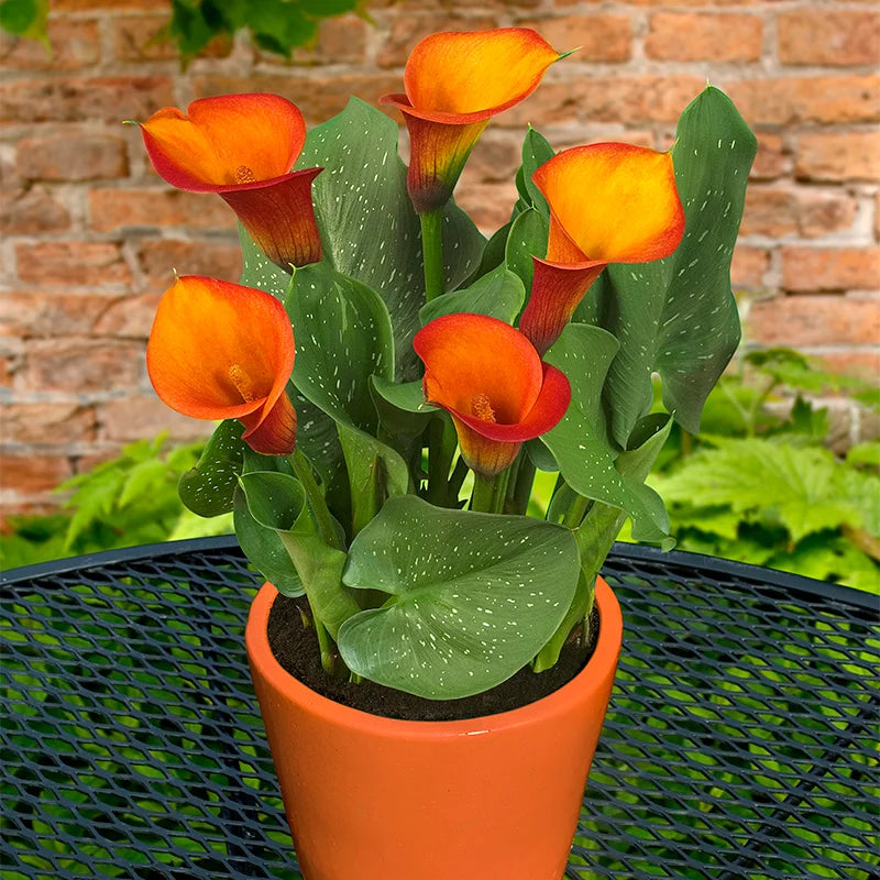 Heirloom Non-GMO Red Zantedeschia Aethiopica Flower Seeds for Planting – Elegant Calla Lily Blooms, High Germination