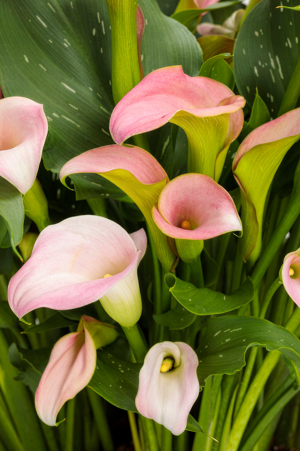 Heirloom Non-GMO Baby Pink Calla Flower Seeds for Planting – Elegant Garden Bulb Seeds