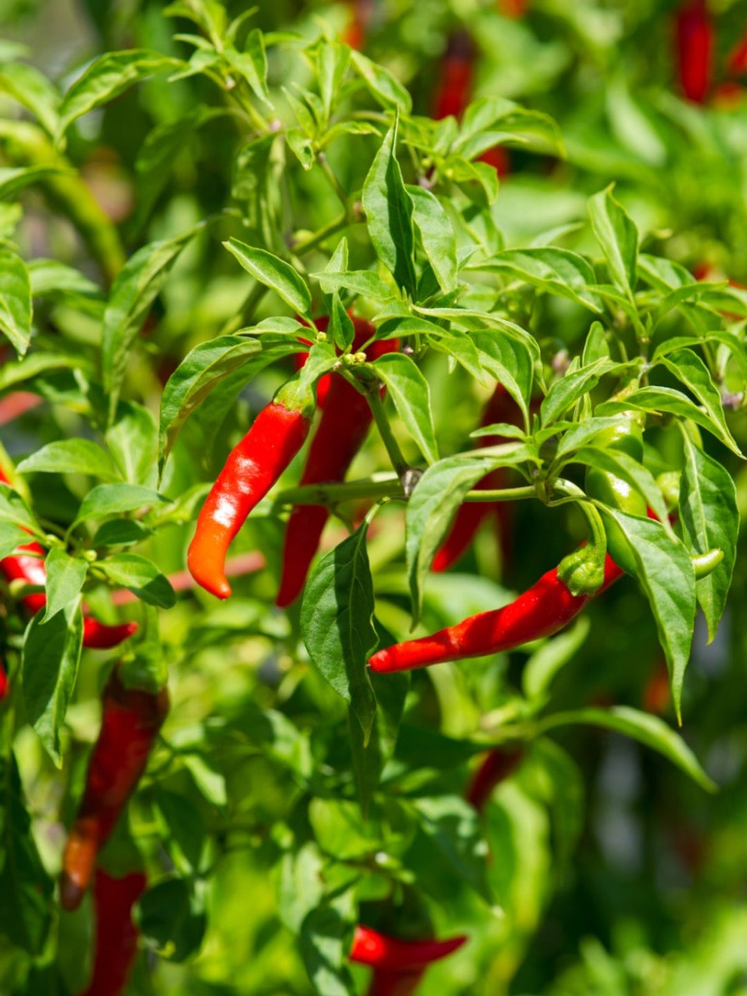 dry chilli seeds for planting Short Cayenne Pepper Seeds – Indian Dry Red Chili Vegetable Seeds for Planting, High Yield, Non-GMO, Heirloom Variety 1000 pcs
