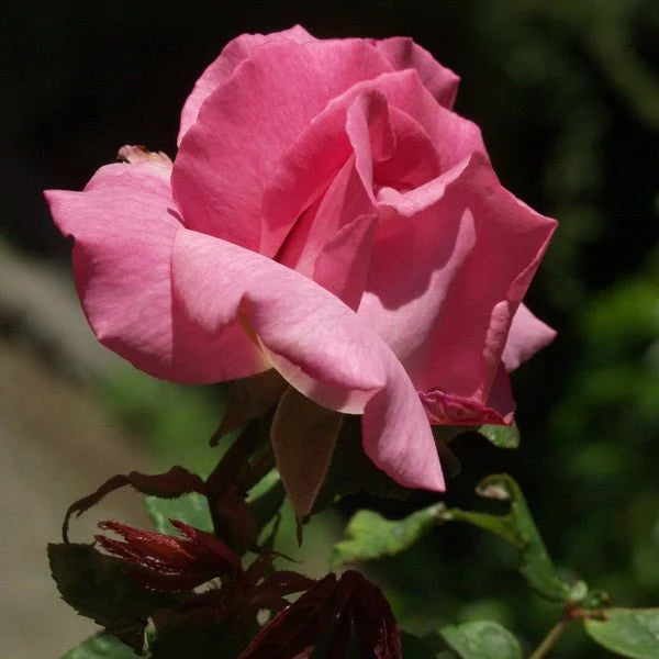 Bourbon Zephirine Drouhin Rose Seeds for Planting – Heirloom, Non-GMO, Fragrant Flower Seeds