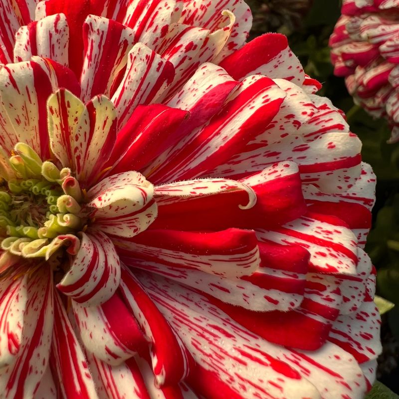 zinnia higro flower seeds