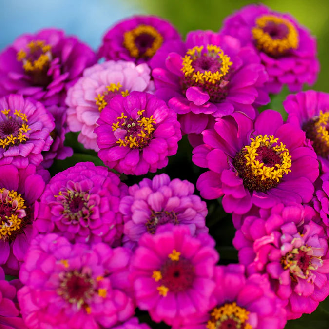 Pumila Violet Zinnia Flower Seeds for Planting – Vibrant, Non-GMO, Heirloom Garden Seeds