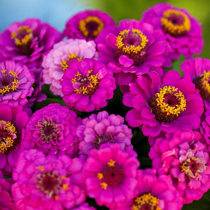 violet pumila flower seeds