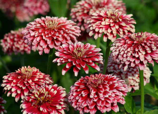 Red Cream Zinnia Flower Seeds for Planting 100 pcs