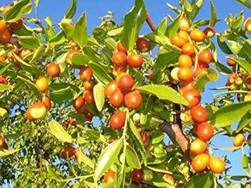 Ziziphus Plant Seeds