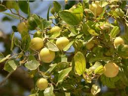 Ziziphus spina-christi (Christ’s Thorn Jujube) Fruit Seeds for Planting