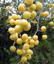Ziziphus spina-christi (Christ’s Thorn Jujube) Fruit Seeds for Planting