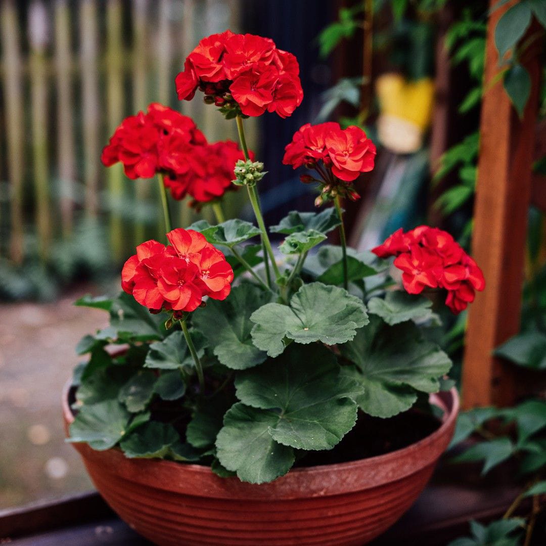 Climbing Geranium Flower Seeds for Planting Red 100 pcs